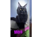 Stosswihr - Haut-Rhin — Chaton black smoke maine coon