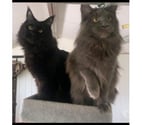 Stosswihr - Haut-Rhin — Chaton black smoke maine coon