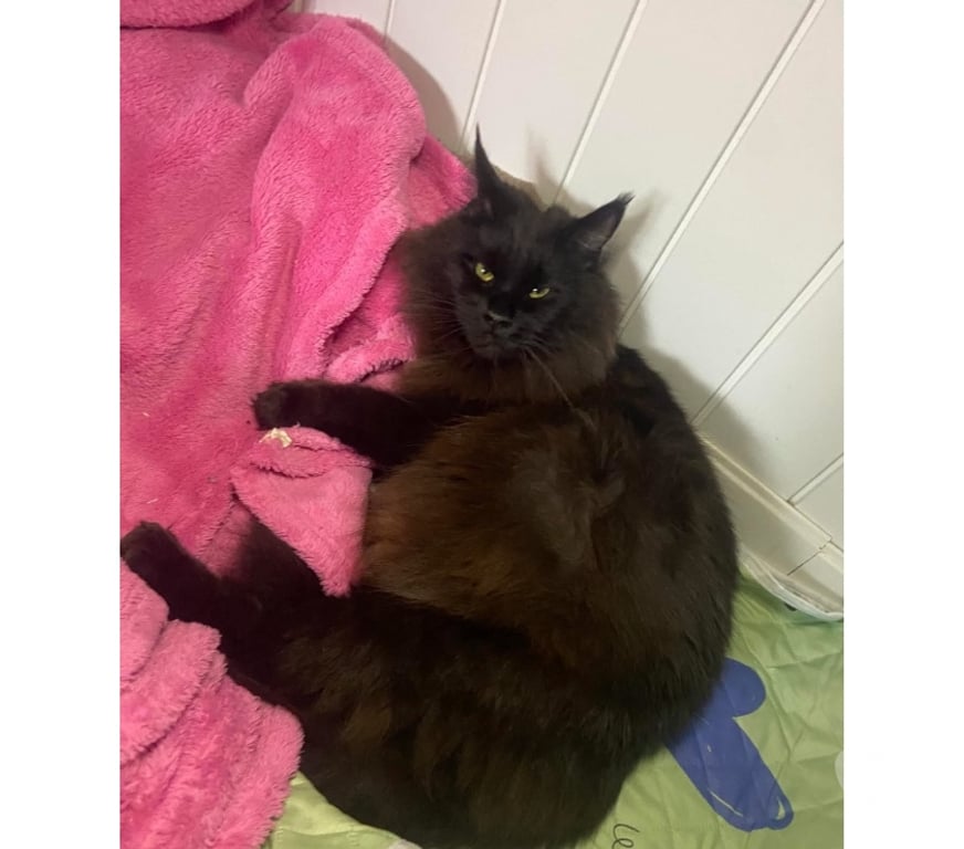Vente Haut-Rhin Stosswihr - 68140 - Photos Vivastreet Chaton black smoke maine coon