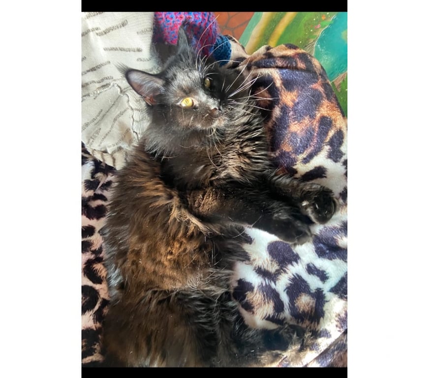 Vente Haut-Rhin Stosswihr - 68140 - Photos Vivastreet Chaton black smoke maine coon