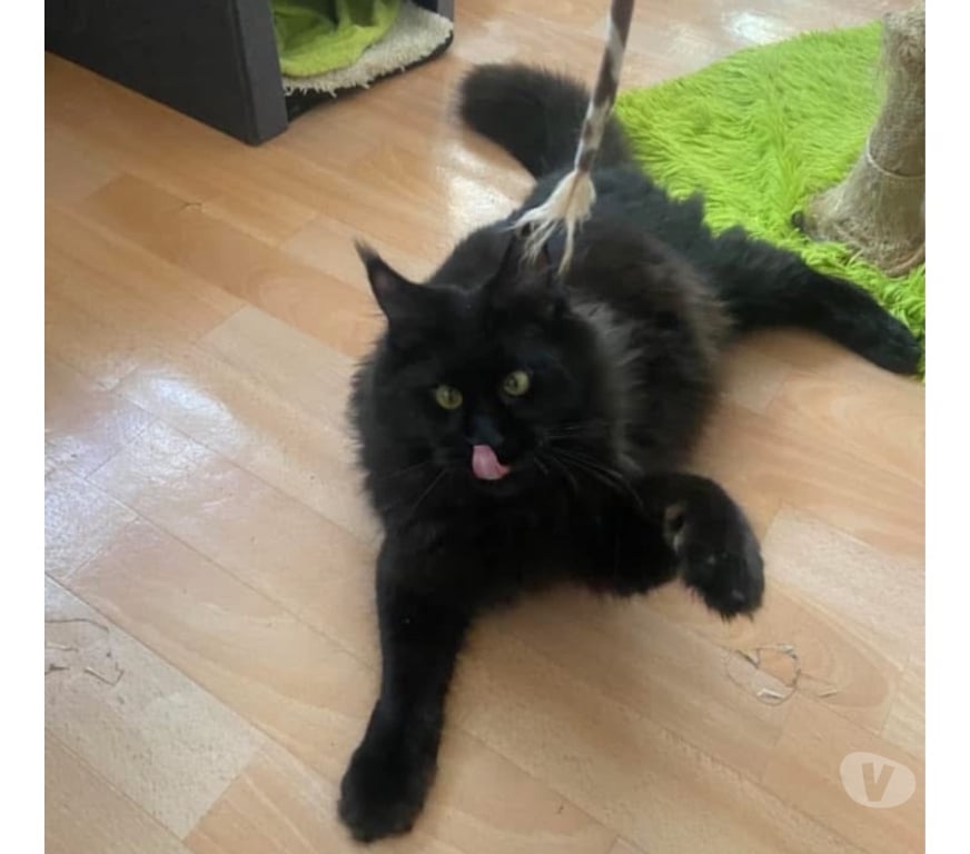 Vente Haut-Rhin Stosswihr - 68140 - Photos Vivastreet Chaton black smoke maine coon