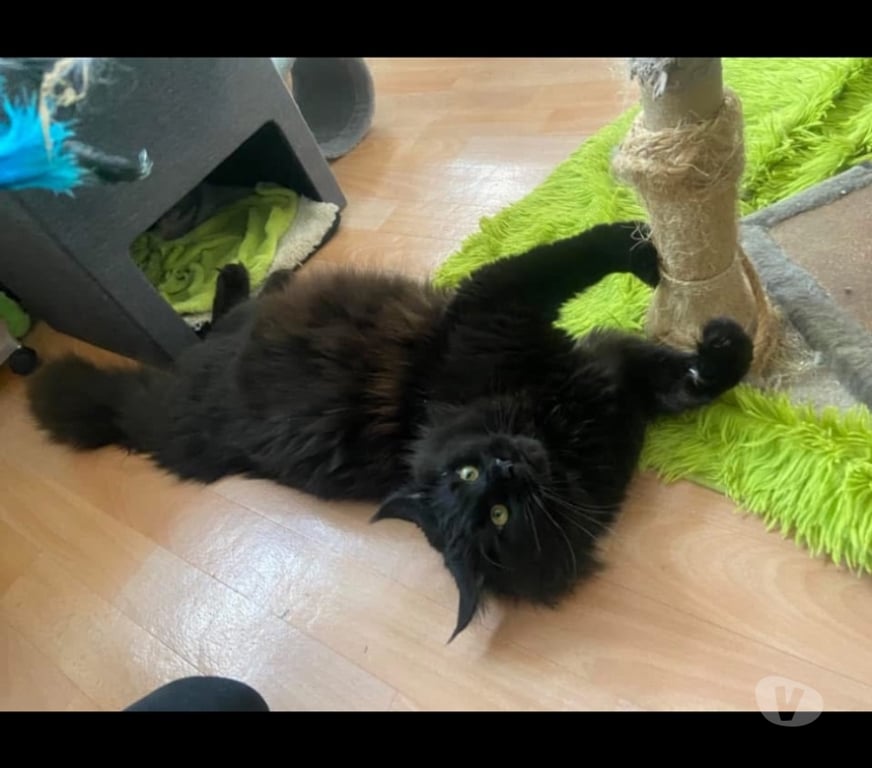Vente Haut-Rhin Stosswihr - 68140 - Photos Vivastreet Chaton black smoke maine coon