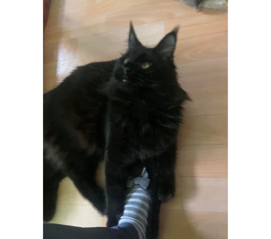 Vente Haut-Rhin Stosswihr - 68140 - Photos Vivastreet Chaton black smoke maine coon
