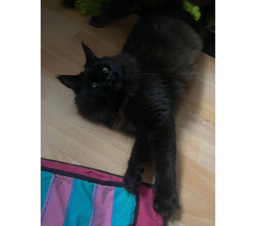 Vente Haut-Rhin Stosswihr - 68140 - Photos Vivastreet Chaton black smoke maine coon
