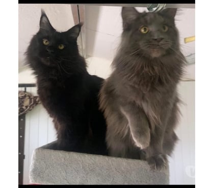 Vente animaux Stosswihr Haut-Rhin - Photos Vivastreet Chaton black smoke maine coon