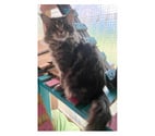 Stosswihr - Haut-Rhin — Maine coon LOOF russe