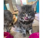 Stosswihr - Haut-Rhin — Maine coon LOOF russe