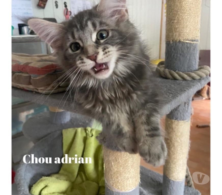 Vente Haut-Rhin Stosswihr - 68140 - Photos Vivastreet Maine coon LOOF russe