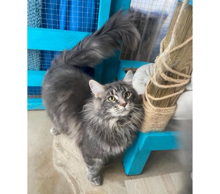 Vente Haut-Rhin Stosswihr - 68140 - Photos Vivastreet Maine coon LOOF russe