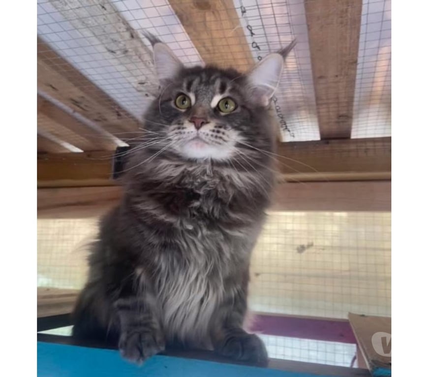 Vente Haut-Rhin Stosswihr - 68140 - Photos Vivastreet Maine coon LOOF russe