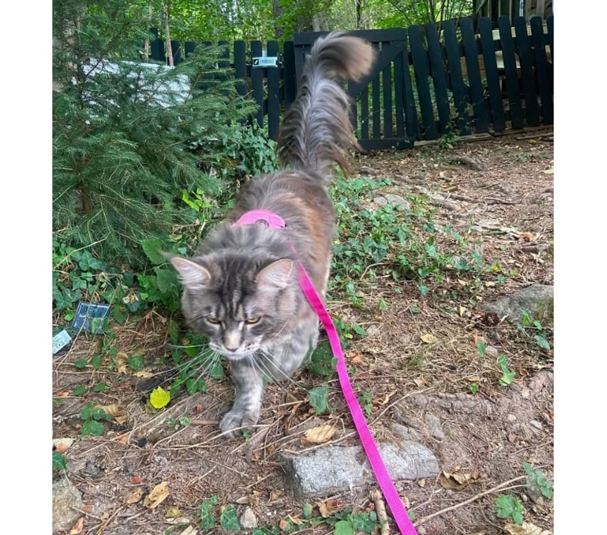 Vente Haut-Rhin Stosswihr - 68140 - Photos Vivastreet Maine coon LOOF russe