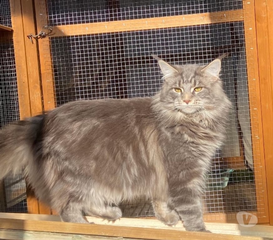 Vente Haut-Rhin Stosswihr - 68140 - Photos Vivastreet Maine coon LOOF russe