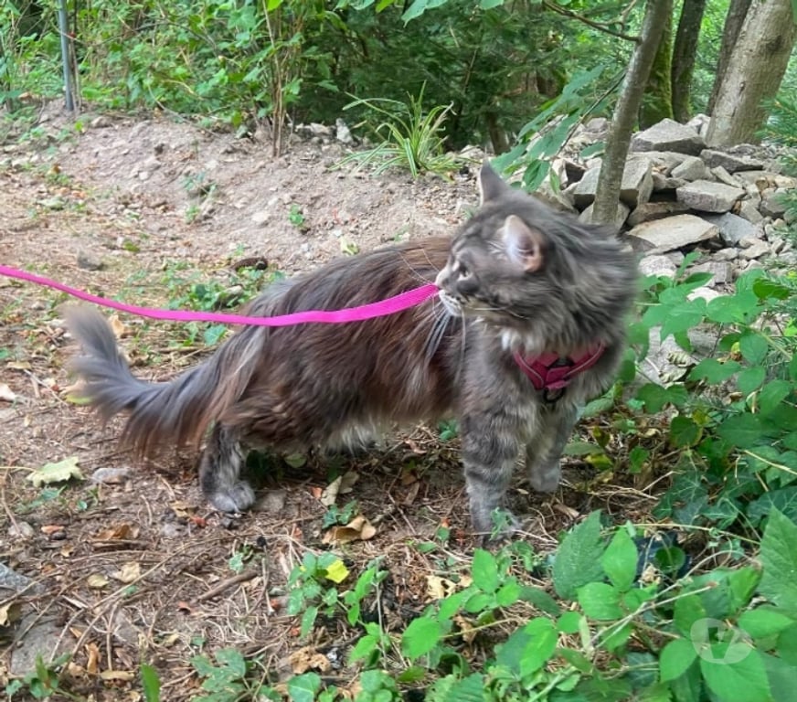 Vente Haut-Rhin Stosswihr - 68140 - Photos Vivastreet Maine coon LOOF russe