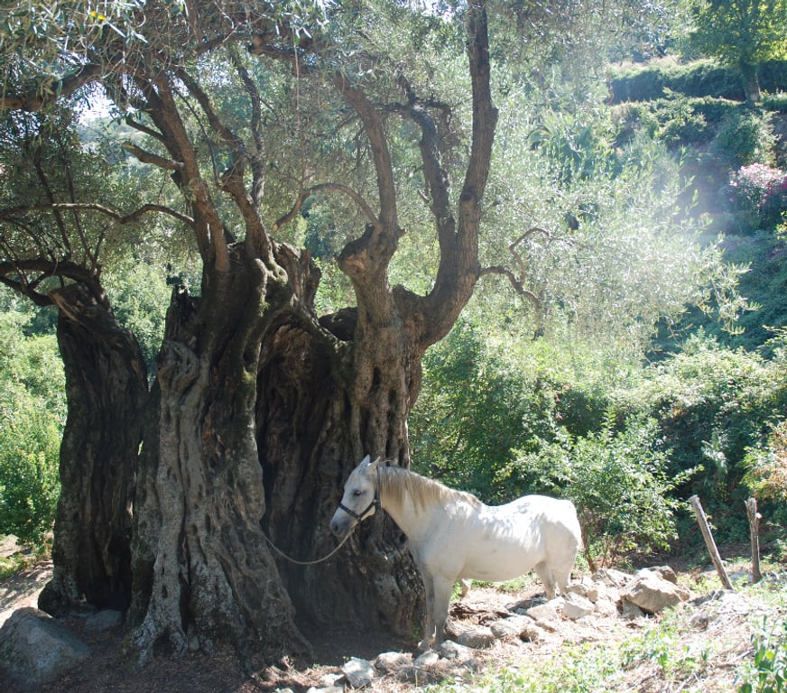 location saisonniere Haute-Corse Costa - 20226 - Photos Vivastreet location en balagne avec piscine