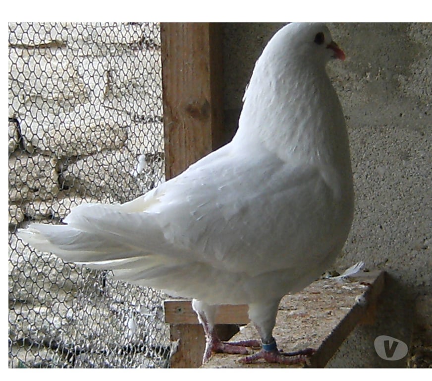 Vente Seine-et-Marne Bagneaux sur Loing - 77167 - Photos Vivastreet Pigeons de chair