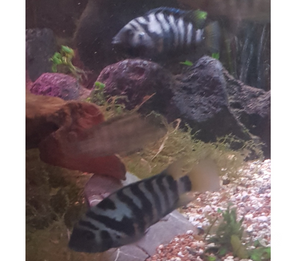 Vente animaux St Aubin les Elbeuf Seine-Maritime - Photos Vivastreet Guppy, guppy endler, molly noir, ancistrus, cichlidé,.....