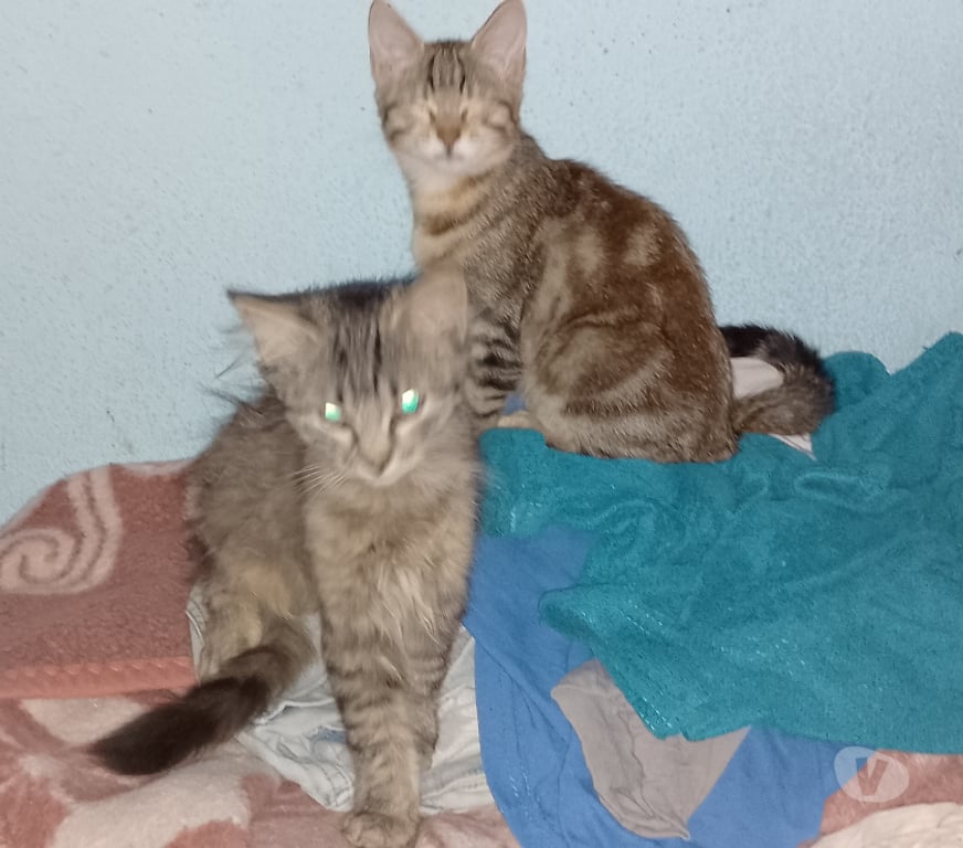 Don animaux Gironde Tarnes - 33240 - Photos Vivastreet Tres beau chatons à adopter