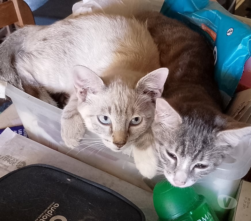 Don animaux Gironde Tarnes - 33240 - Photos Vivastreet Tres beau chatons à adopter