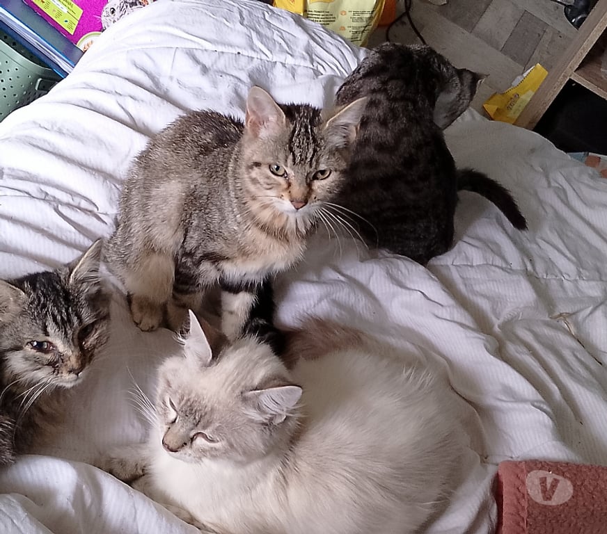 Don animaux Gironde Tarnes - 33240 - Photos Vivastreet Tres beau chatons à adopter