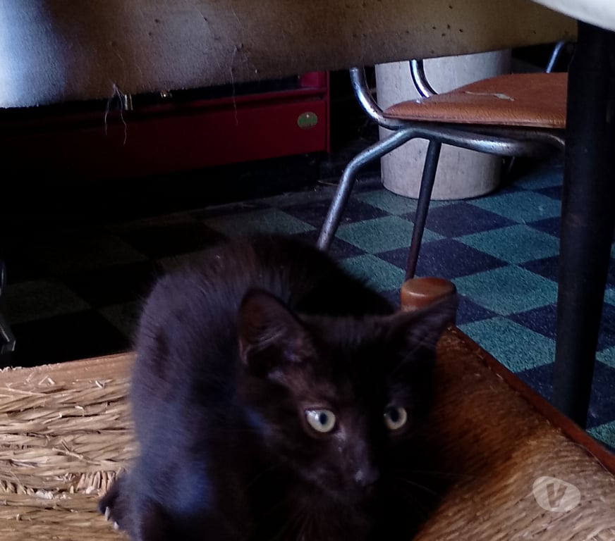 Don animaux Gironde Tarnes - 33240 - Photos Vivastreet Tres beau chatons à adopter