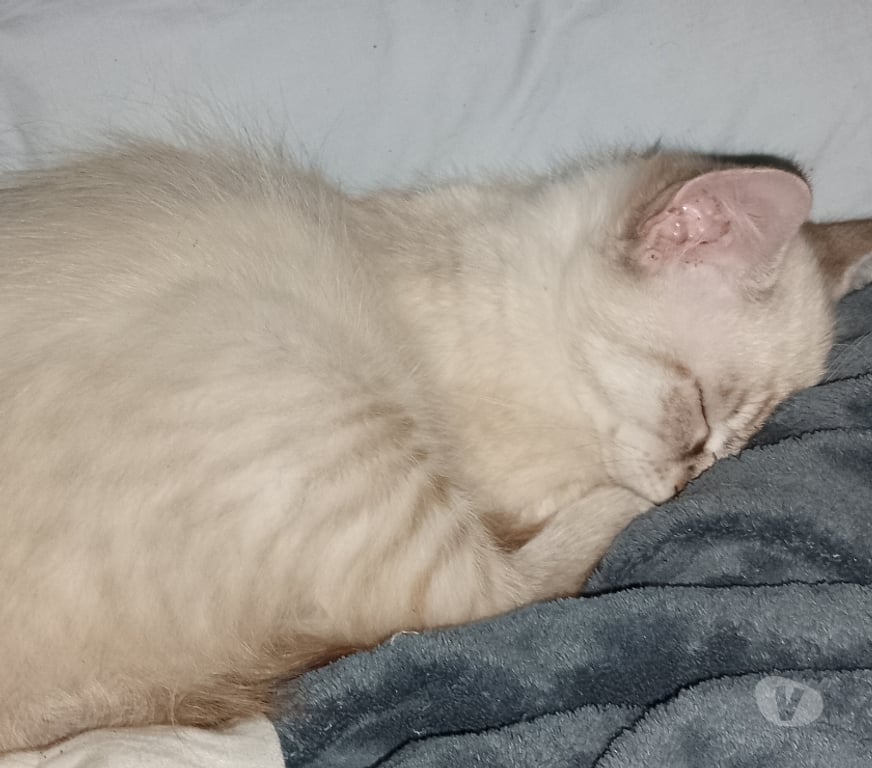 Don animaux Gironde Tarnes - 33240 - Photos Vivastreet Tres beau chatons à adopter