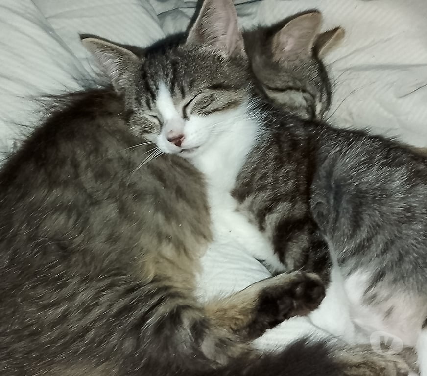 Don animaux Gironde Tarnes - 33240 - Photos Vivastreet Tres beau chatons à adopter