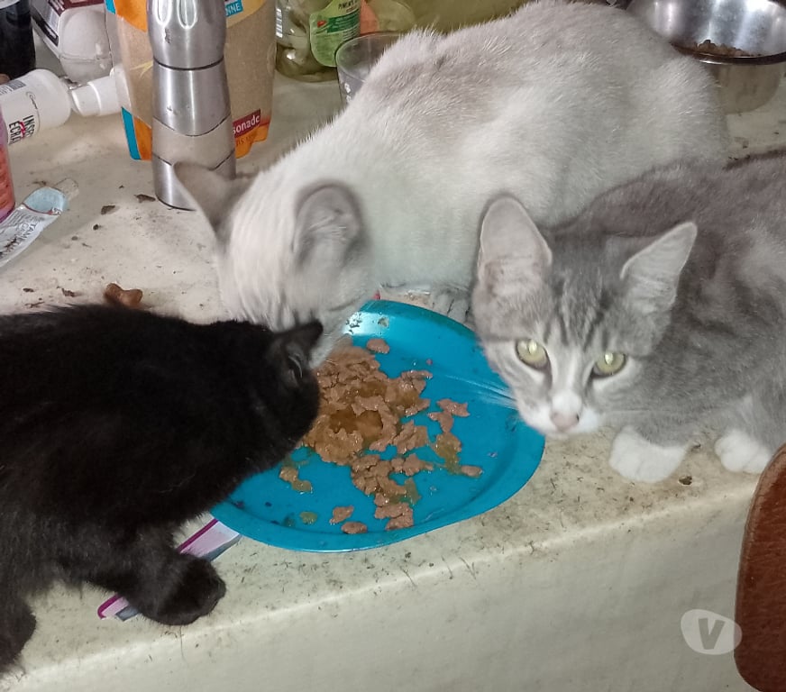 Don animaux Gironde Tarnes - 33240 - Photos Vivastreet Tres beau chatons à adopter