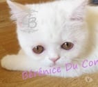 Trouans - Aube — Chatons disponibles