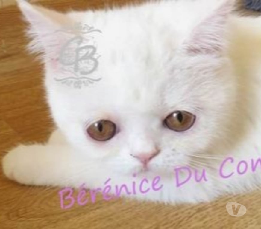 Vente Aube Trouans - 10700 - Photos Vivastreet Chatons disponibles