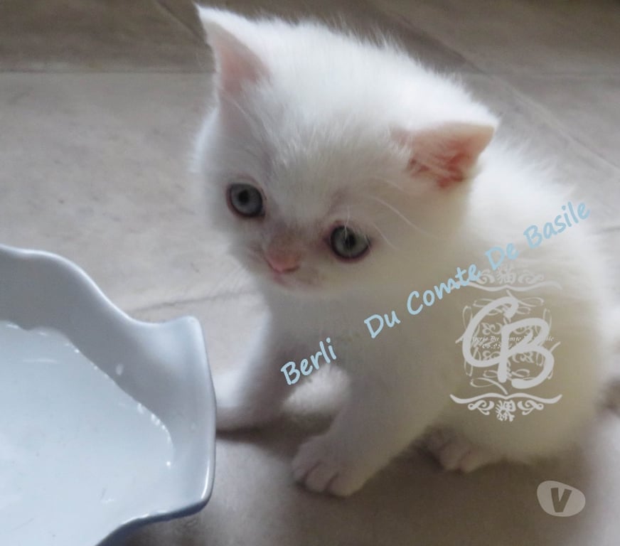 Vente Aube Trouans - 10700 - Photos Vivastreet Chatons disponibles