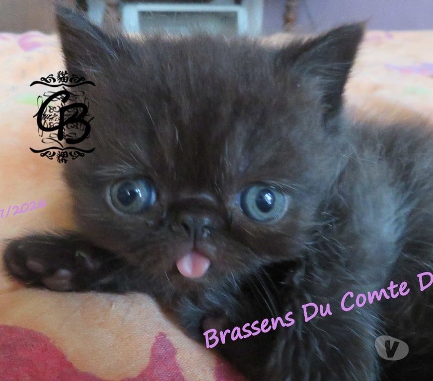 Vente Aube Trouans - 10700 - Photos Vivastreet Chatons disponibles