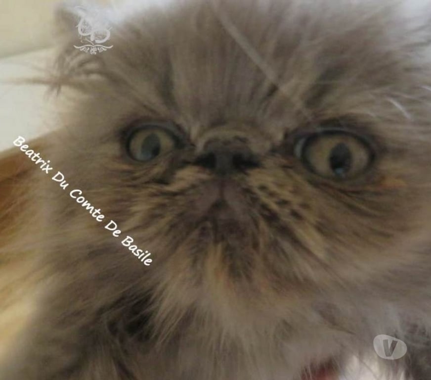 Vente Aube Trouans - 10700 - Photos Vivastreet Chatons disponibles