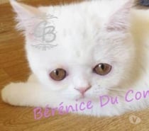 Photos Vivastreet Chatons disponibles
