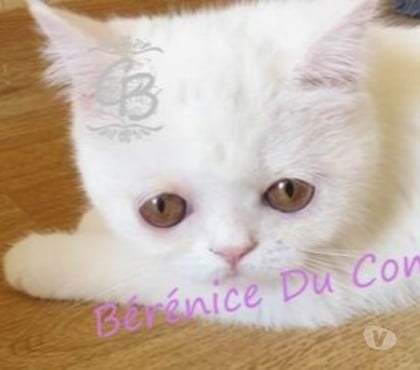Vente Trouans Aube - Photos Vivastreet Chatons disponibles