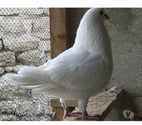 Bagneaux sur Loing - Seine-et-Marne — Pigeons de chair