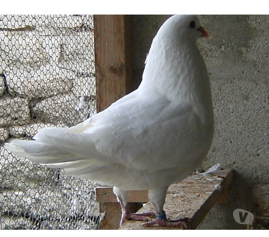 Vente Seine-et-Marne Bagneaux sur Loing - 77167 - Photos Vivastreet Pigeons de chair