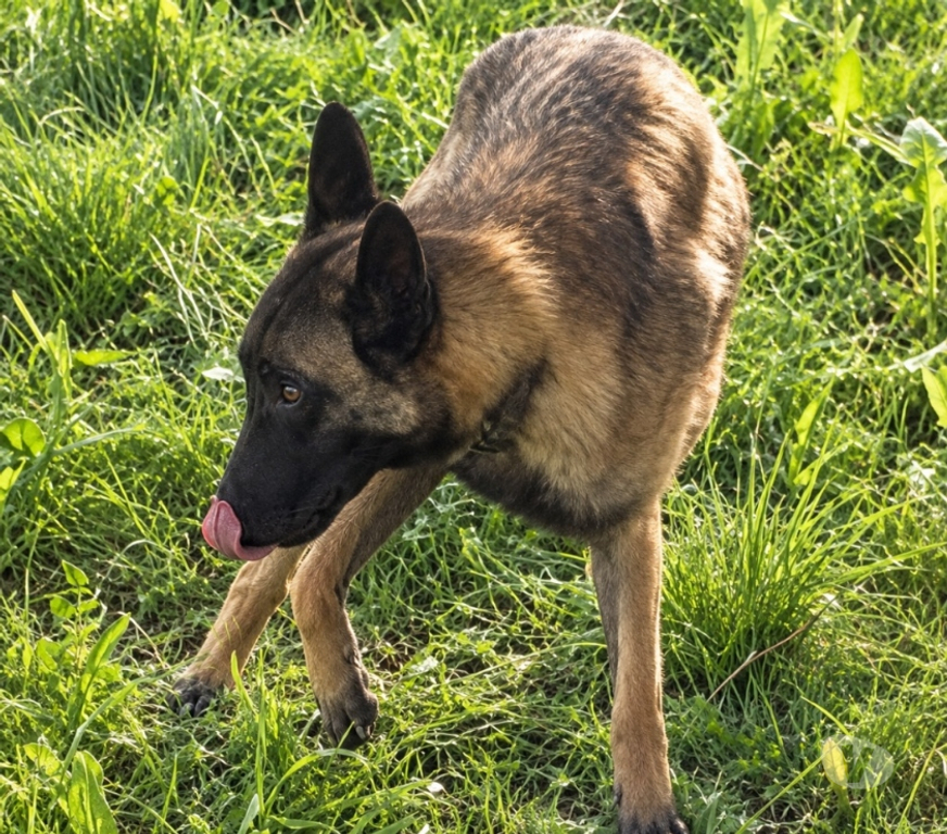 Vente Drôme Romans sur Isere - 26100 - Photos Vivastreet 🐾 AIKO, malinois de 1 an et demi cherche sa famille 🐾