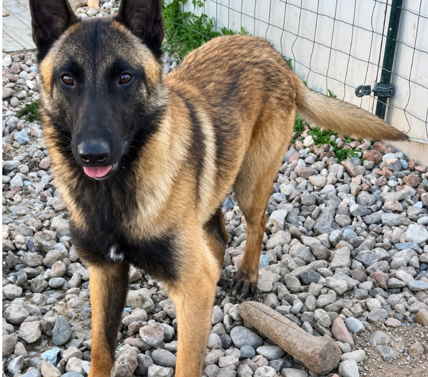 Vente Drôme Romans sur Isere - 26100 - Photos Vivastreet 🐾 AIKO, malinois de 1 an et demi cherche sa famille 🐾