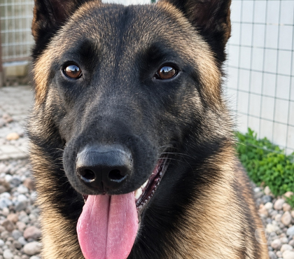 Vente animaux Romans sur Isere Drôme - Photos Vivastreet 🐾 AIKO, malinois de 1 an et demi cherche sa famille 🐾