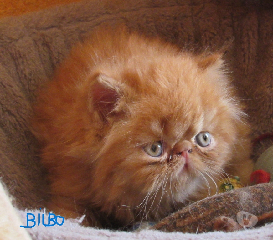 Vente Haute-Loire Javaugues - 43100 - Photos Vivastreet 2 CHATONS PERSANS LOOF A RESERVER
