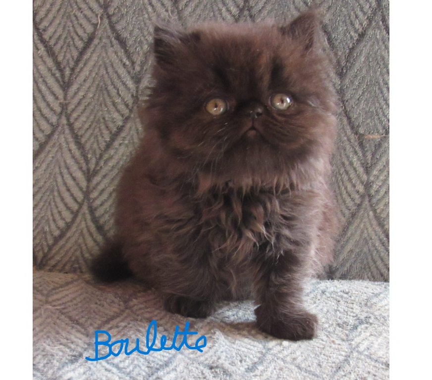 Vente Haute-Loire Javaugues - 43100 - Photos Vivastreet 2 CHATONS PERSANS LOOF A RESERVER