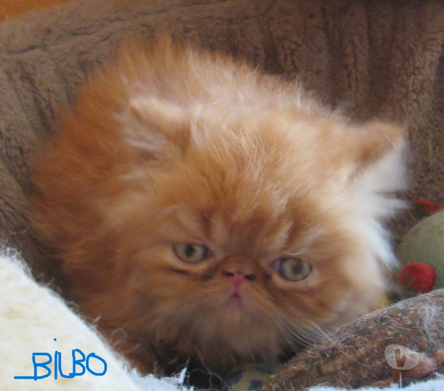 Vente Haute-Loire Javaugues - 43100 - Photos Vivastreet 2 CHATONS PERSANS LOOF A RESERVER