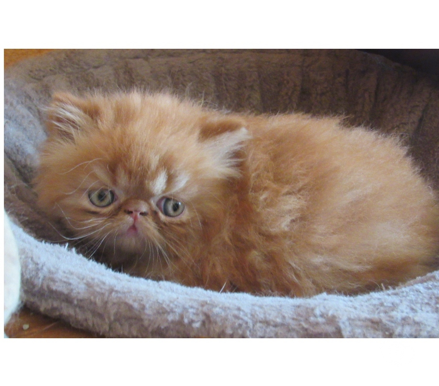 Vente Haute-Loire Javaugues - 43100 - Photos Vivastreet 2 CHATONS PERSANS LOOF A RESERVER