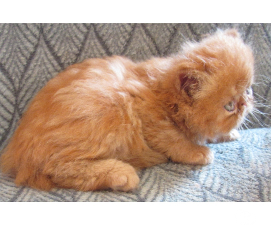 Vente Haute-Loire Javaugues - 43100 - Photos Vivastreet 2 CHATONS PERSANS LOOF A RESERVER