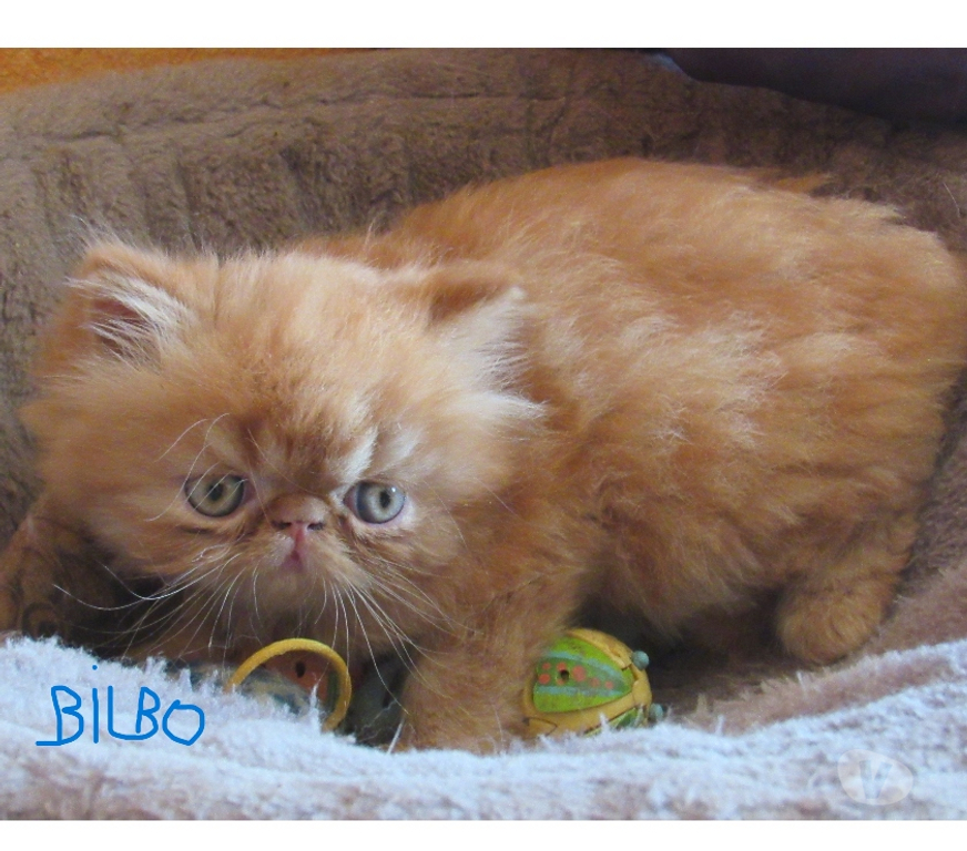 Vente Haute-Loire Javaugues - 43100 - Photos Vivastreet 2 CHATONS PERSANS LOOF A RESERVER
