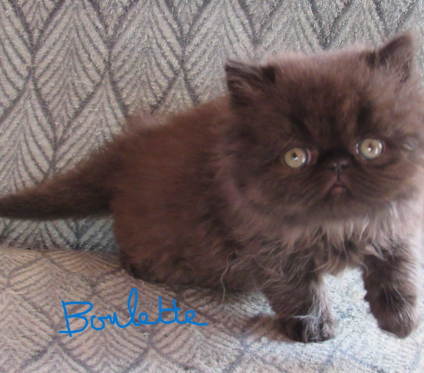 Vente Haute-Loire Javaugues - 43100 - Photos Vivastreet 2 CHATONS PERSANS LOOF A RESERVER