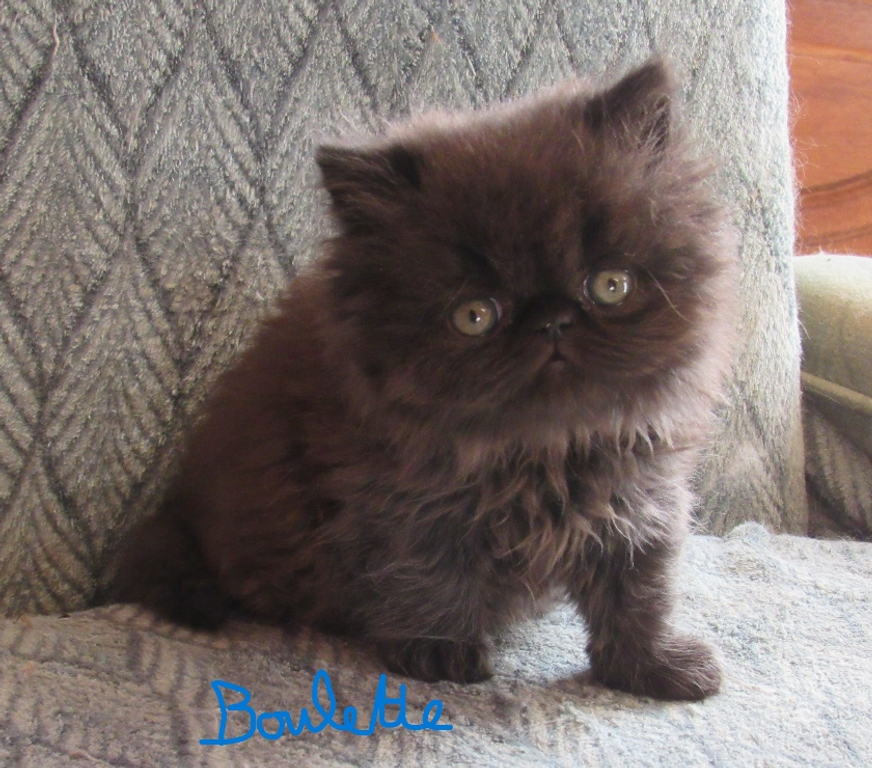 Vente Haute-Loire Javaugues - 43100 - Photos Vivastreet 2 CHATONS PERSANS LOOF A RESERVER