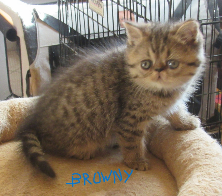 Vente Haute-Loire Javaugues - 43100 - Photos Vivastreet A RESERVER CHATON EXOTIC SHORTHAIR MALE LOOF