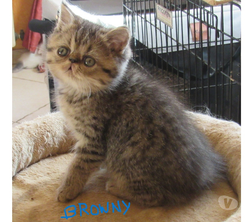 Vente Haute-Loire Javaugues - 43100 - Photos Vivastreet A RESERVER CHATON EXOTIC SHORTHAIR MALE LOOF