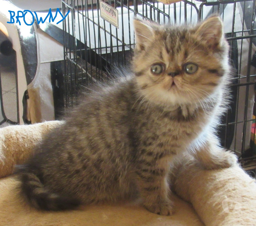 Vente Haute-Loire Javaugues - 43100 - Photos Vivastreet A RESERVER CHATON EXOTIC SHORTHAIR MALE LOOF